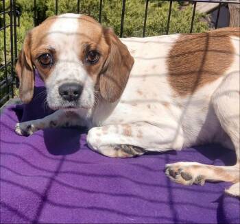 Chihuahua and Cavalier King Charles Spaniel Dogs Available for Adoption - Sugar | PetCurious