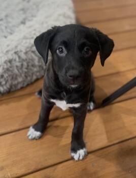 Daffodil -  Pit Bull Terrier and Mountain Cur Dog for Adoption in Kannapolis, North Carolina - Daffodil | PetCurious