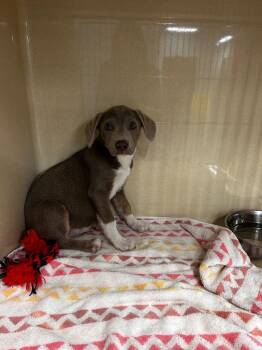 Labrador Retriever Dogs Available for Adoption in Gautier, Mississippi - Coffee Bean | PetCurious