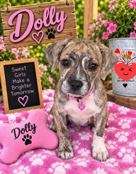 Dolly -  Pit Bull Terrier Dog for Adoption in New London, Wisconsin - Dolly | PetCurious