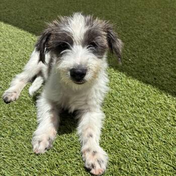 Bonnie 9662 -  Terrier and Mixed Breed Dog for Adoption in Loxahatchee Groves, Florida - Bonnie 9662 | PetCurious
