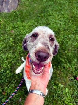 Caly -  Wheaten Terrier and Poodle Dog for Adoption in Bedford Hills, New York - Caly | PetCurious