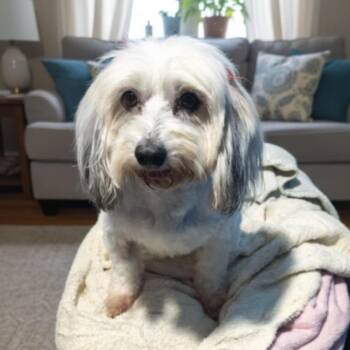 Maltese Dogs Available for Adoption - Chloe | PetCurious