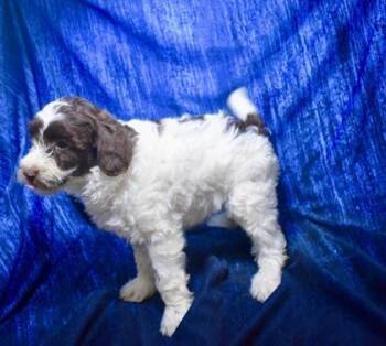 Coco Chanel -  Poodle and Mixed Breed Dog for Adoption in Gainesville, Florida - Coco Chanel | PetCurious