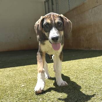 Murphy 7467 -  Mixed Breed Dog for Adoption in Loxahatchee Groves, Florida - Murphy 7467 | PetCurious