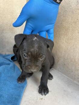 Pit Bull Terrier and Mixed Breed Dogs Available for Adoption in Oklahoma City, Oklahoma - A473313 | PetCurious
