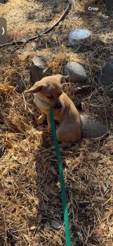 Rescue Terrier and Chihuahua Dogs for Adoption in Fresno, California - SadSack | PetCurious
