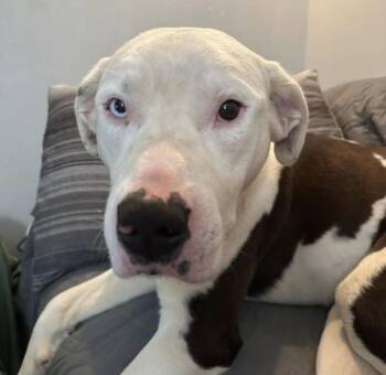 Pit Bull Terrier Dogs Available for Adoption - Grimm | PetCurious