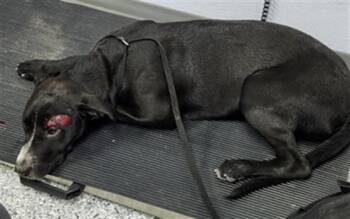 LADY -  Labrador Retriever Dog for Adoption in San Antonio, Texas - LADY | PetCurious