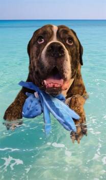 COLOSSUS -  Bullmastiff Dog for Adoption in Fort Lauderdale, Florida - COLOSSUS | PetCurious
