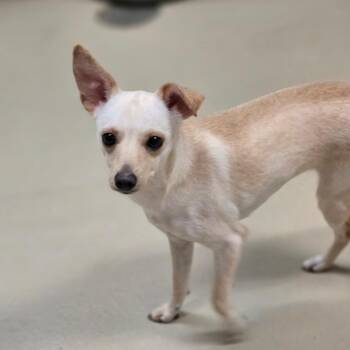 Coco 260349 -  Chihuahua and Mixed Breed Dog for Adoption in Gladstone, Michigan - Coco 260349 | PetCurious
