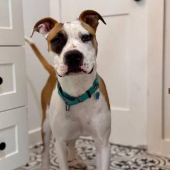 Puppy King Ark -  Pit Bull Terrier Dog for Adoption in Friendswood, Texas - Puppy King Ark | PetCurious