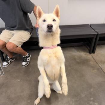 Cait -  Husky Dog for Adoption in Tampa, Florida - Cait | PetCurious