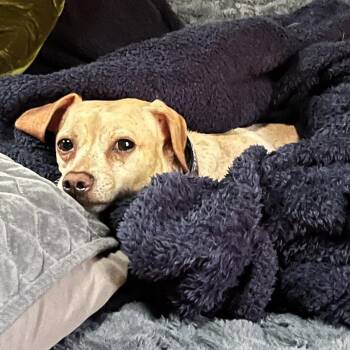 Mylo -  Chihuahua and Dachshund Dog for Adoption in Gilbert, Arizona - Mylo | PetCurious
