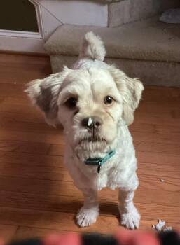 Teddy -  Shih Tzu and Poodle Dog for Adoption in Wake Forest, North Carolina - Teddy | PetCurious