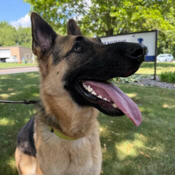 Rocco -  German Shepherd Dog Dog for Adoption in Manchester, Connecticut - Rocco | PetCurious