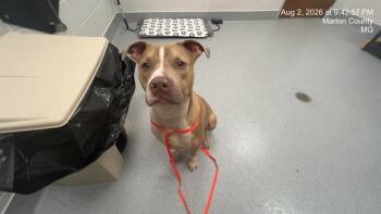 CEASAR -  Catahoula Leopard Dog and Mixed Breed Dog for Adoption in Ocala, Florida - CEASAR | PetCurious