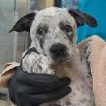 North -  Mixed Breed Dog for Adoption in West Palm Beach, Florida - North | PetCurious