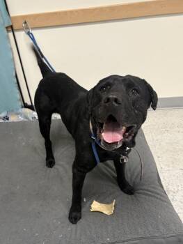 Labrador Retriever Dogs Available for Adoption in Salt Lake City, Utah - *Metro* | PetCurious
