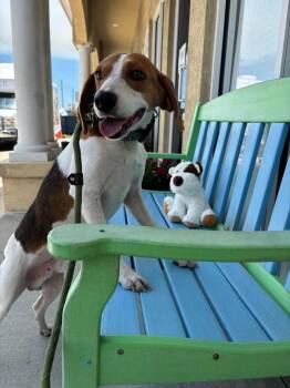 Mulder -  Foxhound Dog for Adoption in St. Augustine, Florida - Mulder | PetCurious
