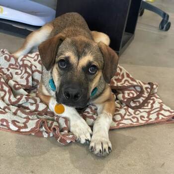 Rescue Mixed Breed Dogs for Adoption in Prescott, Arizona - JuneBug | PetCurious