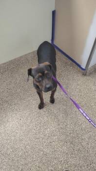 Lewis -  Terrier Dog for Adoption in Great Bend, Kansas - Lewis | PetCurious