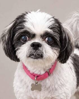 Edna -  Shih Tzu Dog for Adoption in Kennesaw, Georgia - Edna | PetCurious