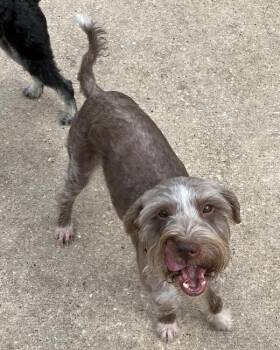 Rescue Schnauzer and Mixed Breed Dogs for Adoption in The Woodlands, Texas - Beckett | PetCurious