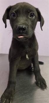 61185465 -  Labrador Retriever and Mixed Breed Dog for Adoption in El Paso, Texas - 61185465 | PetCurious