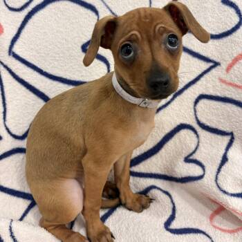 Dachshund and Chihuahua Dogs Available for Adoption in Hawthorne, California - Cherry | PetCurious