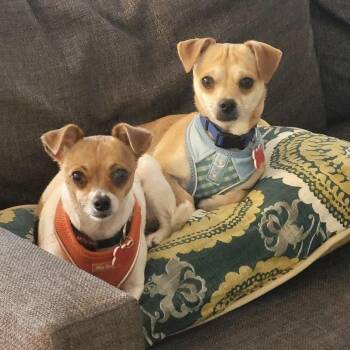 Mocha & Mojo -  Chihuahua and Jack Russell Terrier Dog for Adoption in Boulder, Colorado - Mocha & Mojo | PetCurious