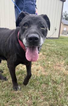 Rescue Black Labrador Retriever Dogs for Adoption in Conway, South Carolina - Meet Smokey – Sweet Senior Miracle Boy Really NEEDS A HERO! | PetCurious