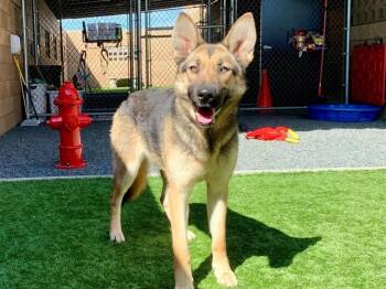 German Shepherd Dog Dogs Available for Adoption in San Marcos, California - URGENT SAVE ME PLEASE Clover A549710 | PetCurious