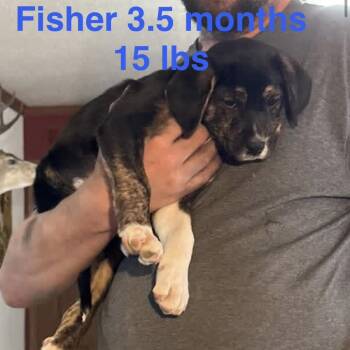 Mixed Breed and Hound Dogs Available for Adoption in Rockville, Maryland - Fisher | PetCurious