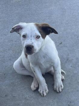 Australian Cattle Dog Blue Heeler Dogs Available for Adoption in Bolivar, Missouri - Soldier | PetCurious