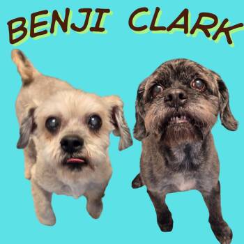 Shih Tzu Dogs Available for Adoption in Normal, Illinois - Benji | PetCurious