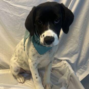 Brandon -  Mixed Breed Dog for Adoption in Canal Winchester, Ohio - Brandon | PetCurious