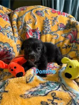 Chihuahua and Terrier Dogs Available for Adoption in Bristol, Wisconsin - Domino | PetCurious
