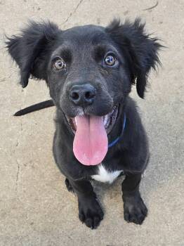 Spaniel Dogs Available for Adoption in Lee