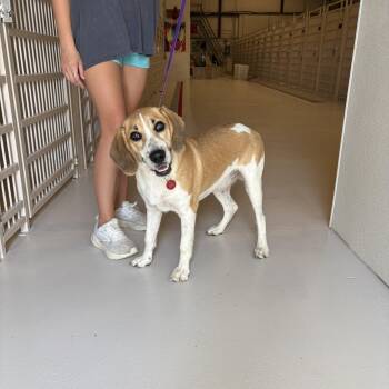 Gus -  Hound Dog for Adoption in Chicago, Illinois - Gus | PetCurious