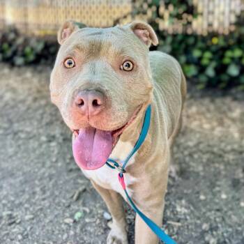 Frances -  Pit Bull Terrier Dog for Adoption in Oakland, California - Frances | PetCurious