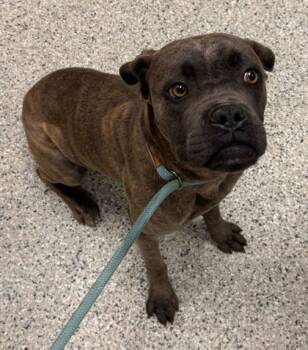 Boxer and Mixed Breed Dogs Available for Adoption in Kansas City, Missouri - Chanel | PetCurious