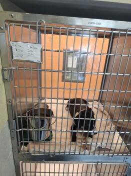 Pen 225 Crow -  Pit Bull Terrier Dog for Adoption in Lawrenceville, Georgia - Pen 225 Crow | PetCurious