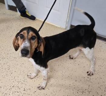 Treeing Walker Coonhound Dogs Available for Adoption in Homer Glen, Illinois - Molly | PetCurious