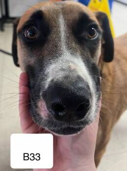 Australian Shepherd and Labrador Retriever Dogs Available for Adoption in Morganton, North Carolina - Buddy | PetCurious