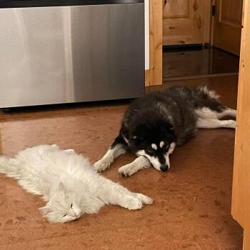 Pelucha -  Alaskan Malamute and Mixed Breed Dog for Adoption in Bend, Oregon - Pelucha | PetCurious