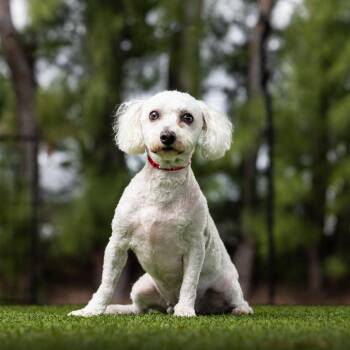 Bichon Frise Dogs Available for Adoption in Jupiter, Florida - Lulu | PetCurious