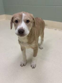 Fergus -  Terrier Dog for Adoption in Kalamazoo, Michigan - Fergus | PetCurious