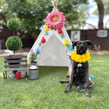 Bridget -  Labrador Retriever Dog for Adoption in Williston, Vermont - Bridget | PetCurious