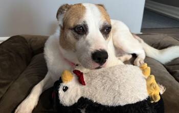 Mia -  Beagle and Cattle Dog Dog for Adoption in Aurora, Illinois - Mia | PetCurious